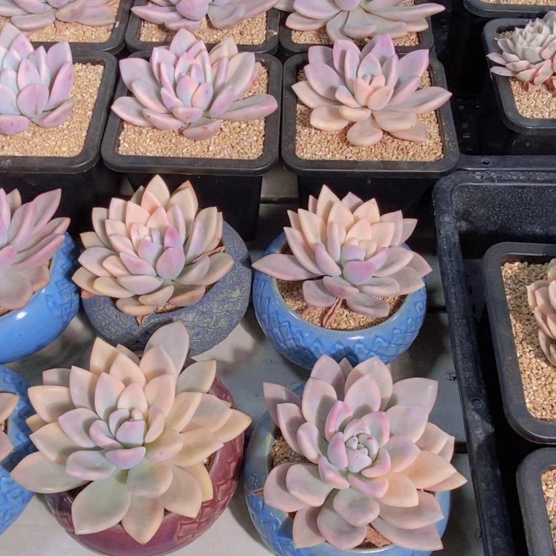 量拍3号 母本奥普锦单头一个