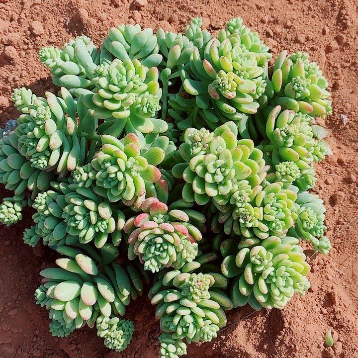 用***6用户89的一颗香格里拉