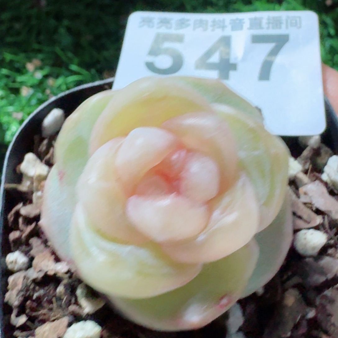 桃贝贝         精品多肉