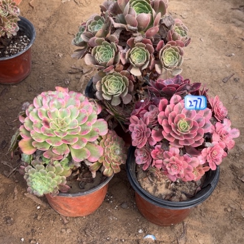 277多肉植物组合，