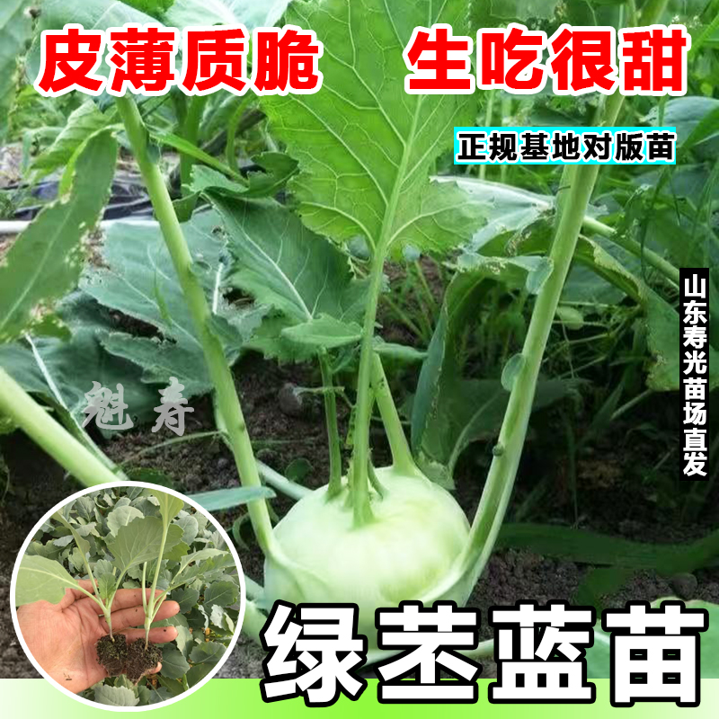 菜苗秧苗苤蓝蔬菜苗早熟型大果高产青苤蓝苗带土发货花盆田园皆可