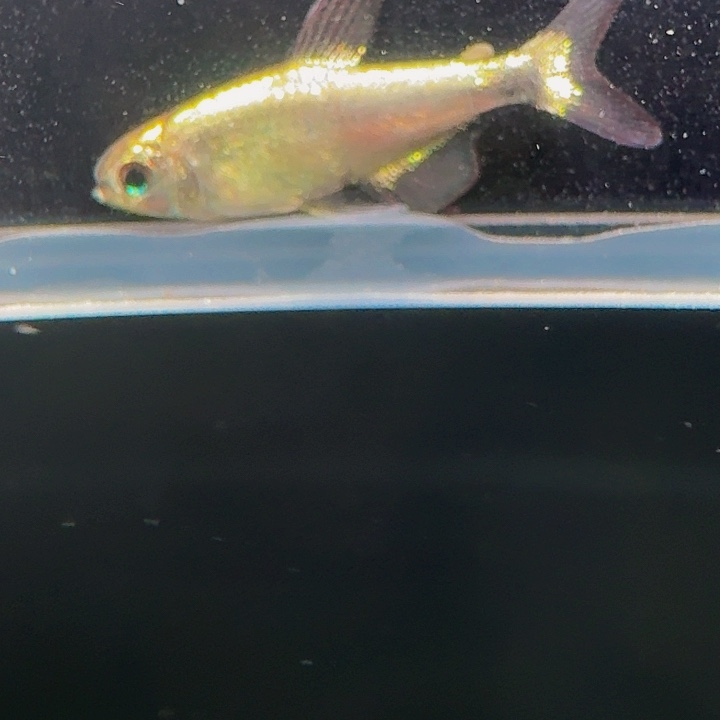 灯科鱼左下缸-2号 烂背白金月光1条