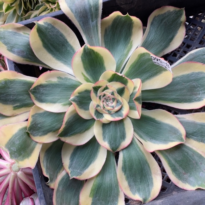 560王妃砍头1234567多肉