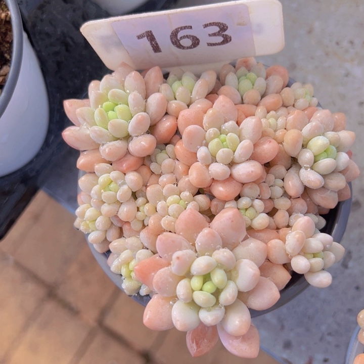 健健康康平平安安