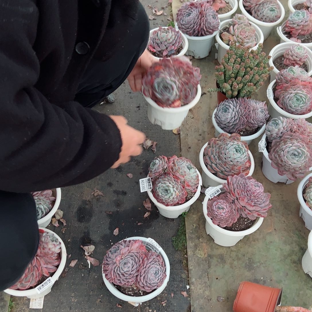 恩宠双头起发大盆多肉