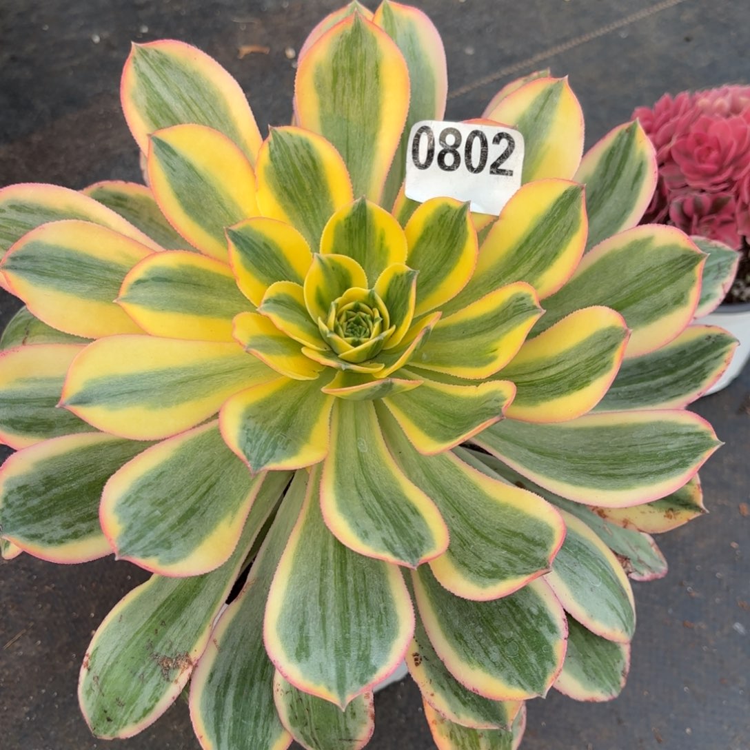 多肉法师黄龙0802发货