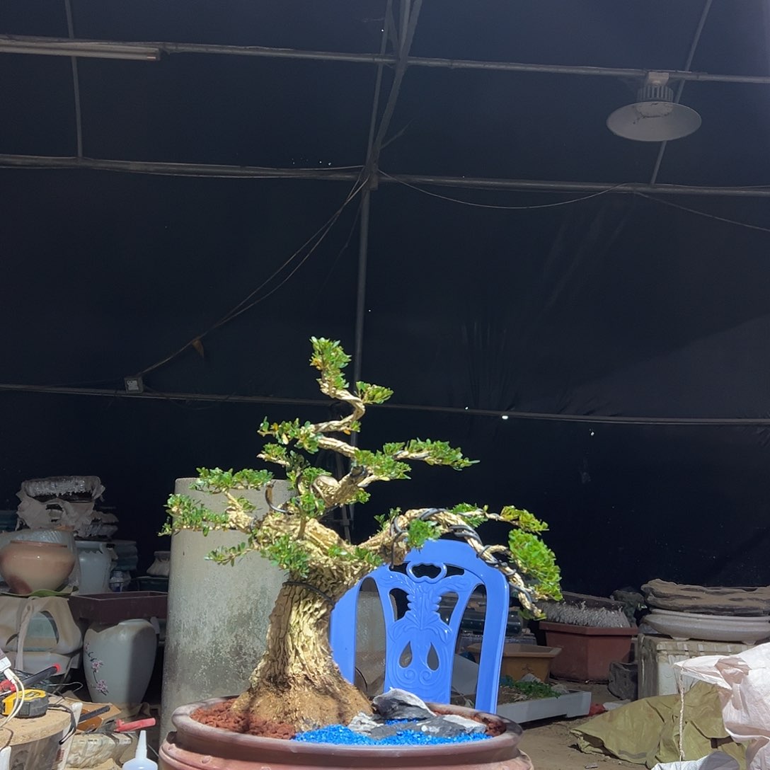 无花朵广东雀舌黄杨盆景