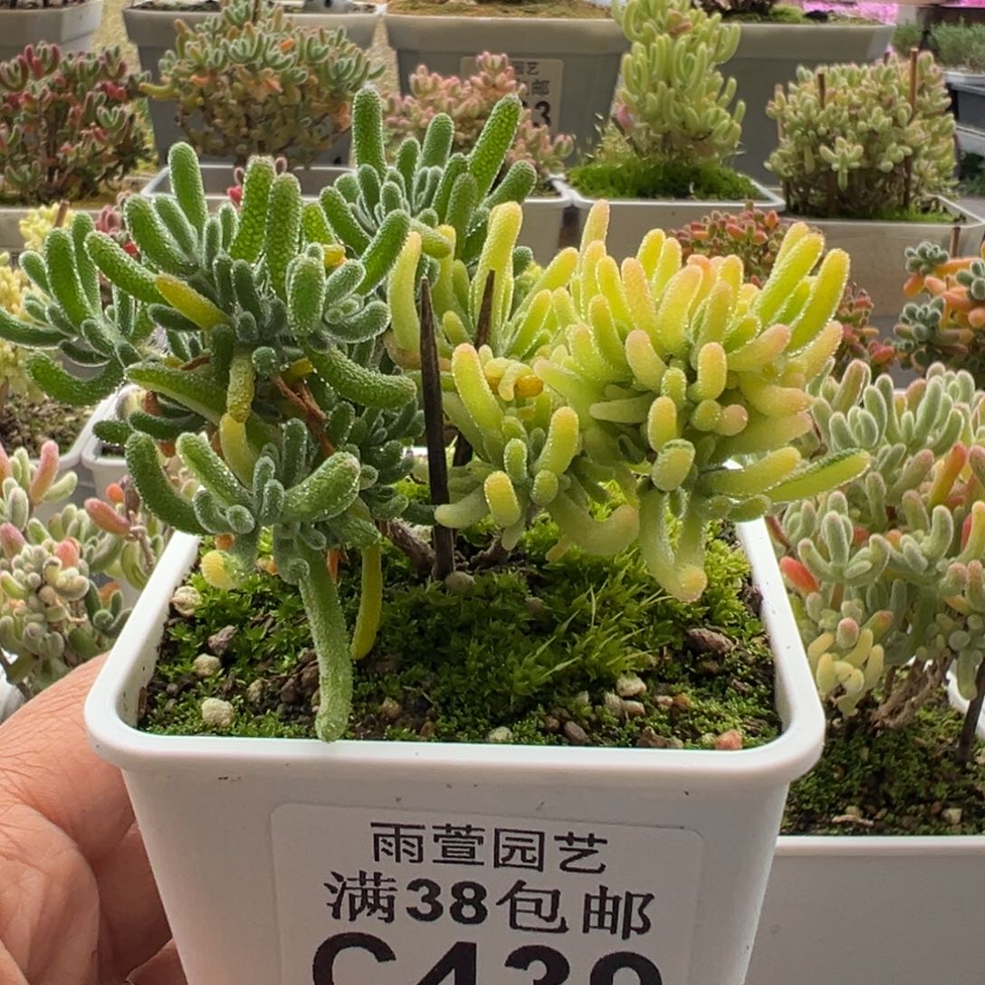 12-439枝干番杏多肉荧光兔阴阳锦七方盆