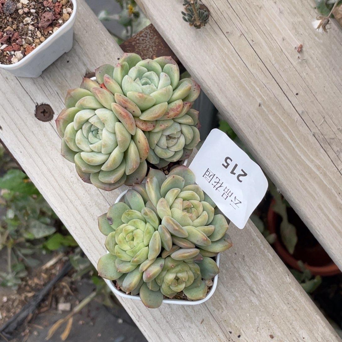 喵***喵215号糖心冰心珍妮2