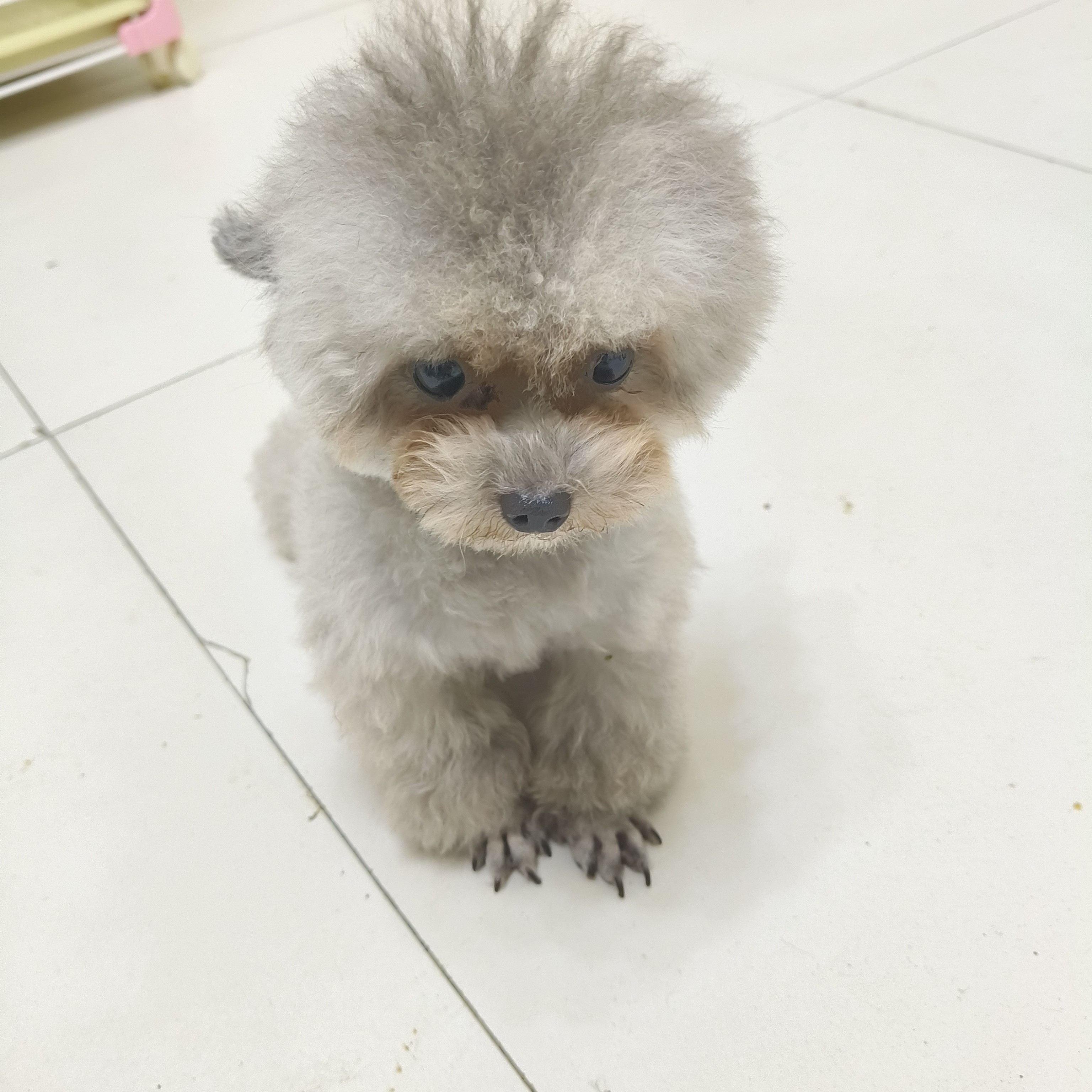 可爱小体微小体，茶杯犬萨摩耶