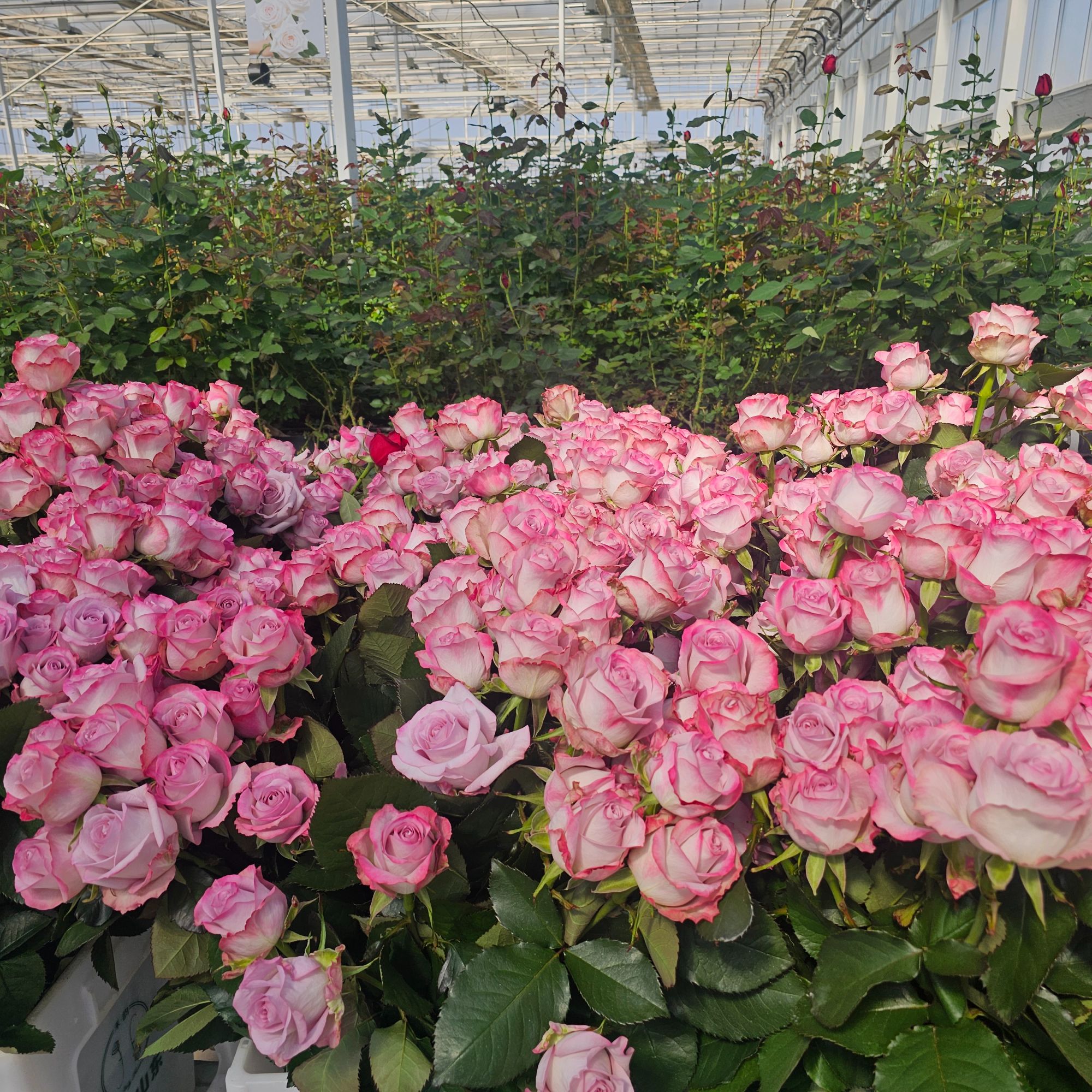 【禾韵花奇艺】气场玫瑰 自有基地山东批发次日达顺丰包邮智慧温室花束鲜切花鲜花速递同城花材花卉