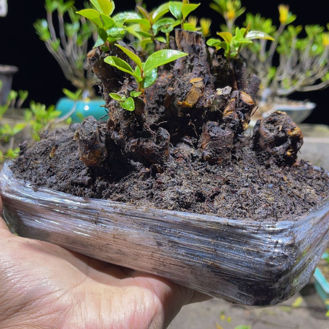 当前无花朵，栽培后可花朵