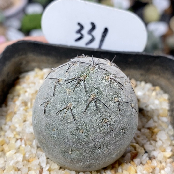 331号紫皮习志野4.2cm