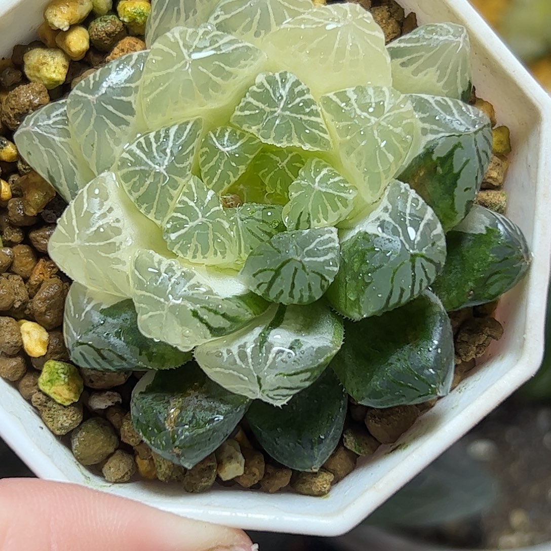 糊斑苏锦十二卷十二卷