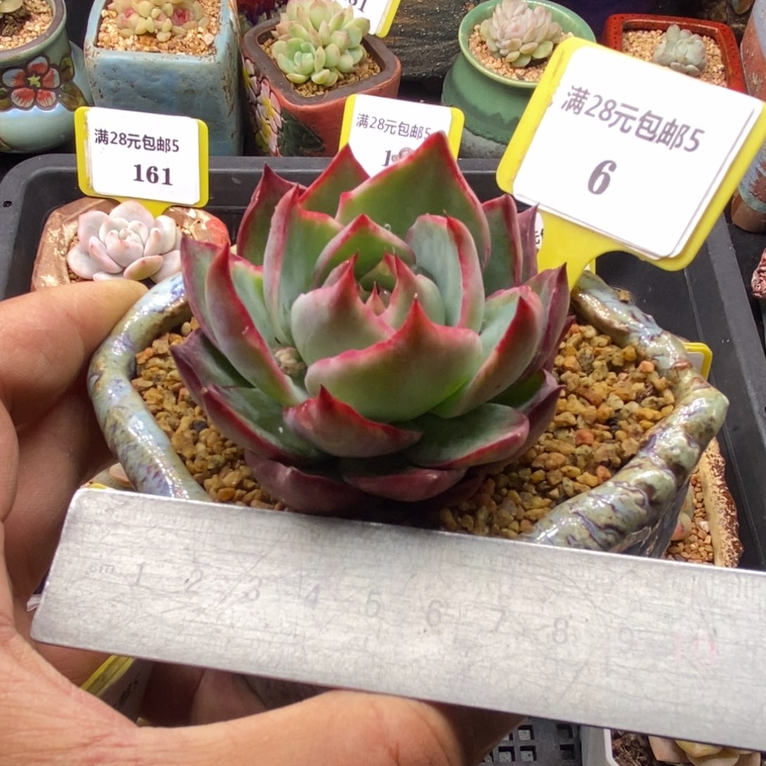 56惊鸿多肉植物……