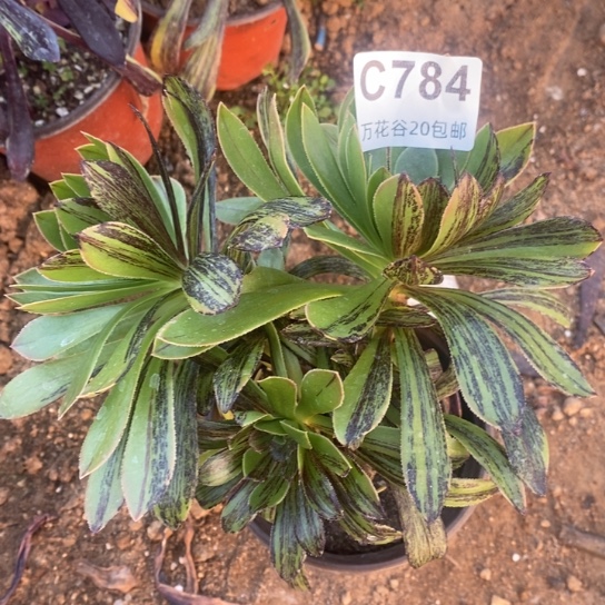 784原始绿砍过水墨丹青多肉