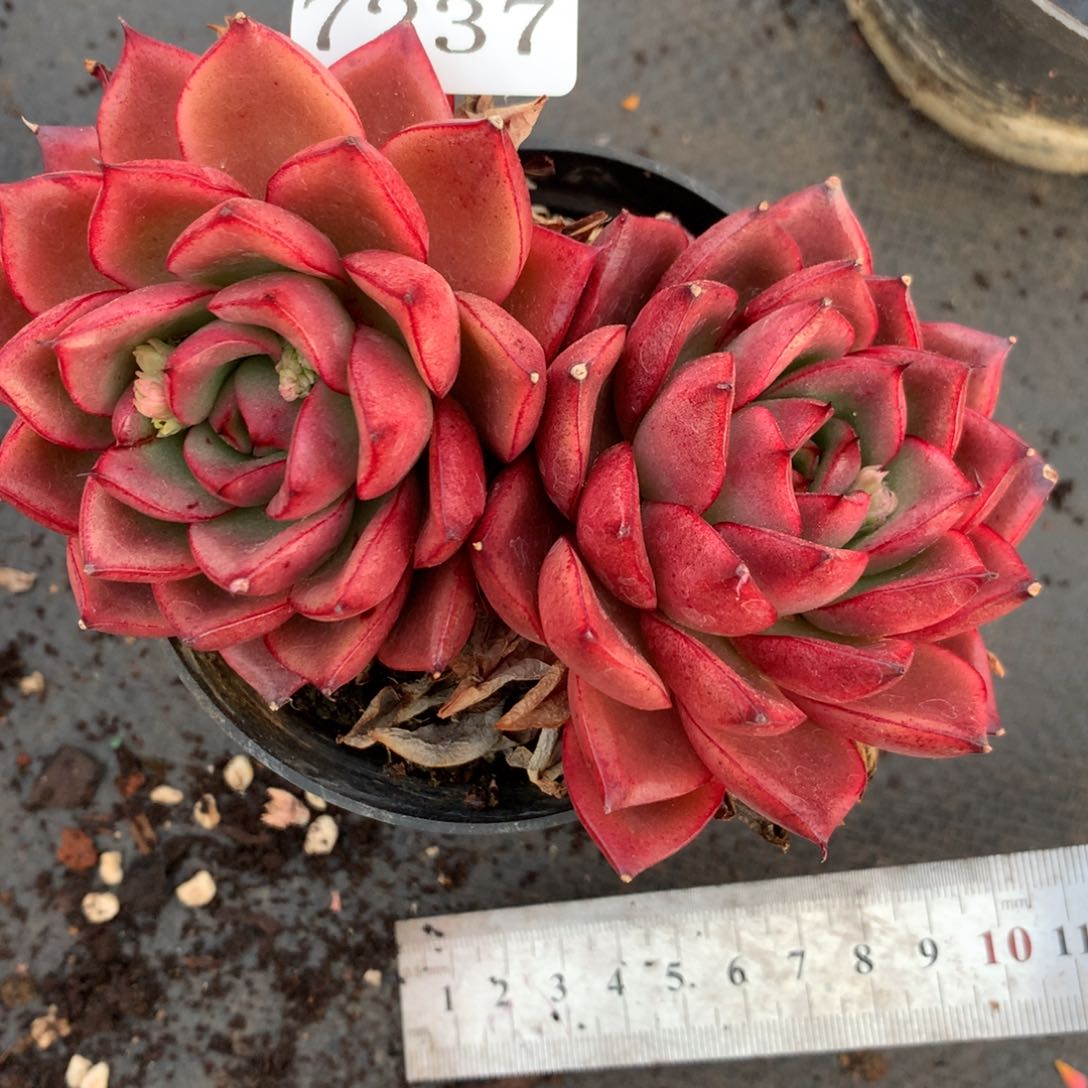 7237杂交精品基地11厘米