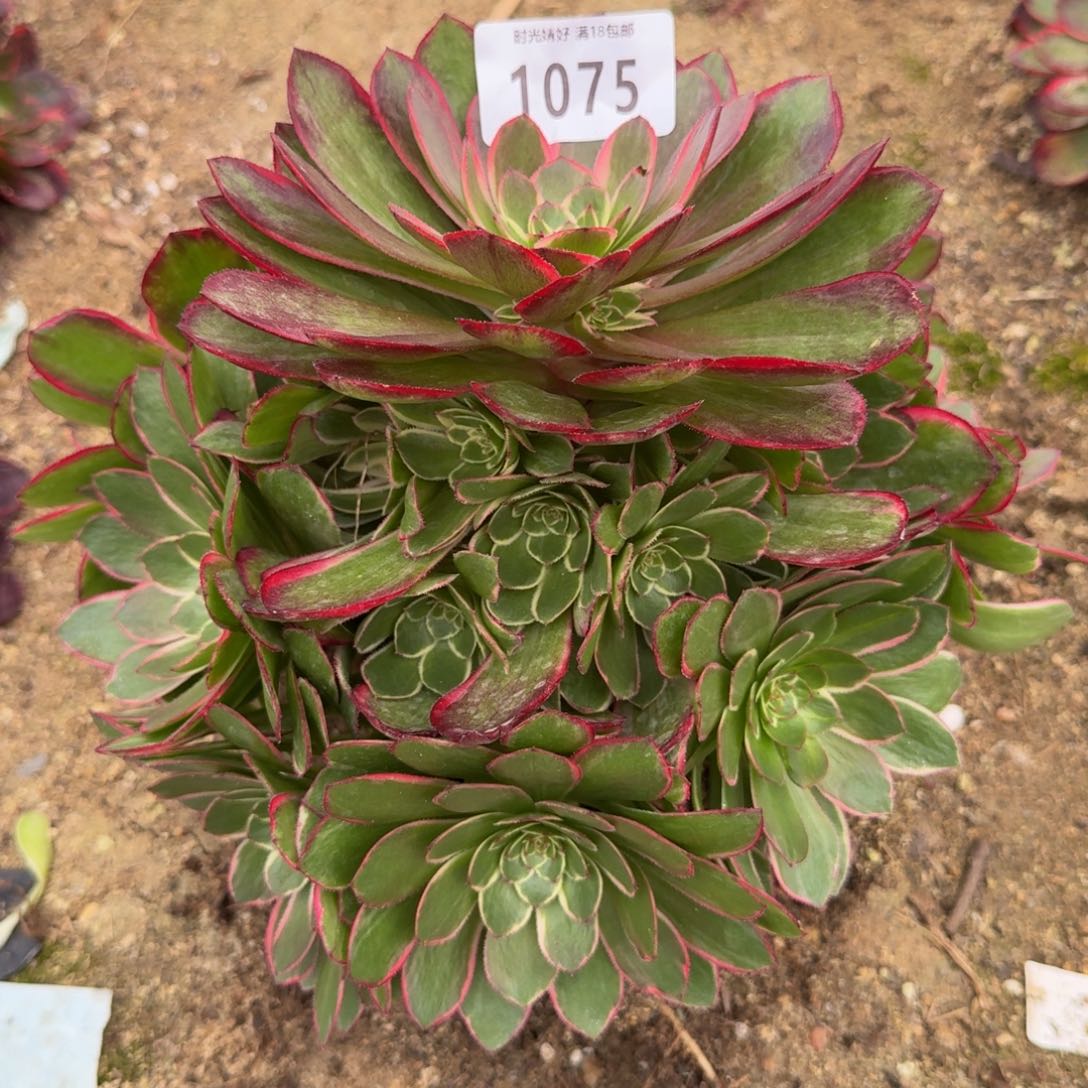 1075粉花妖。多肉植物