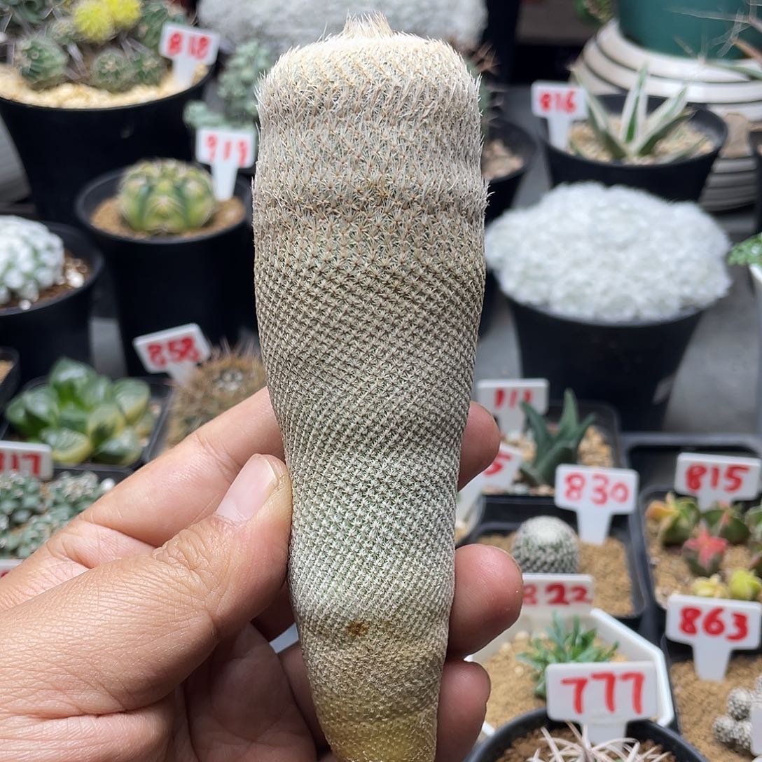 15公分 实生日系小人帽子老桩