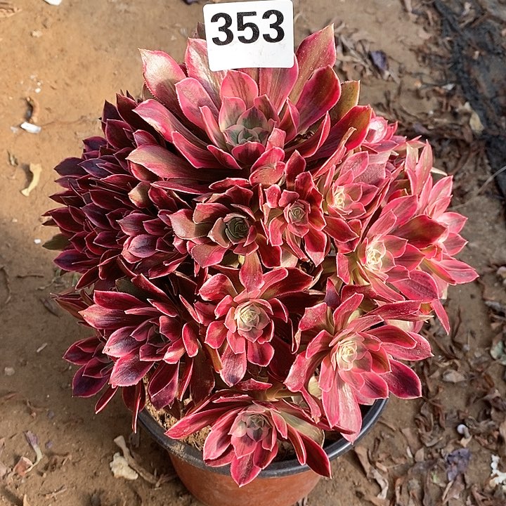 法师植物一物一拍