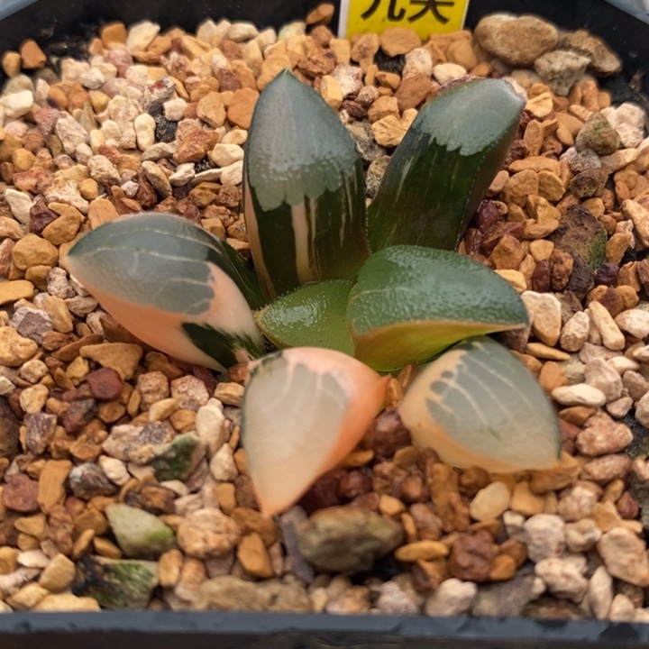 640号丘比特锦多肉植物