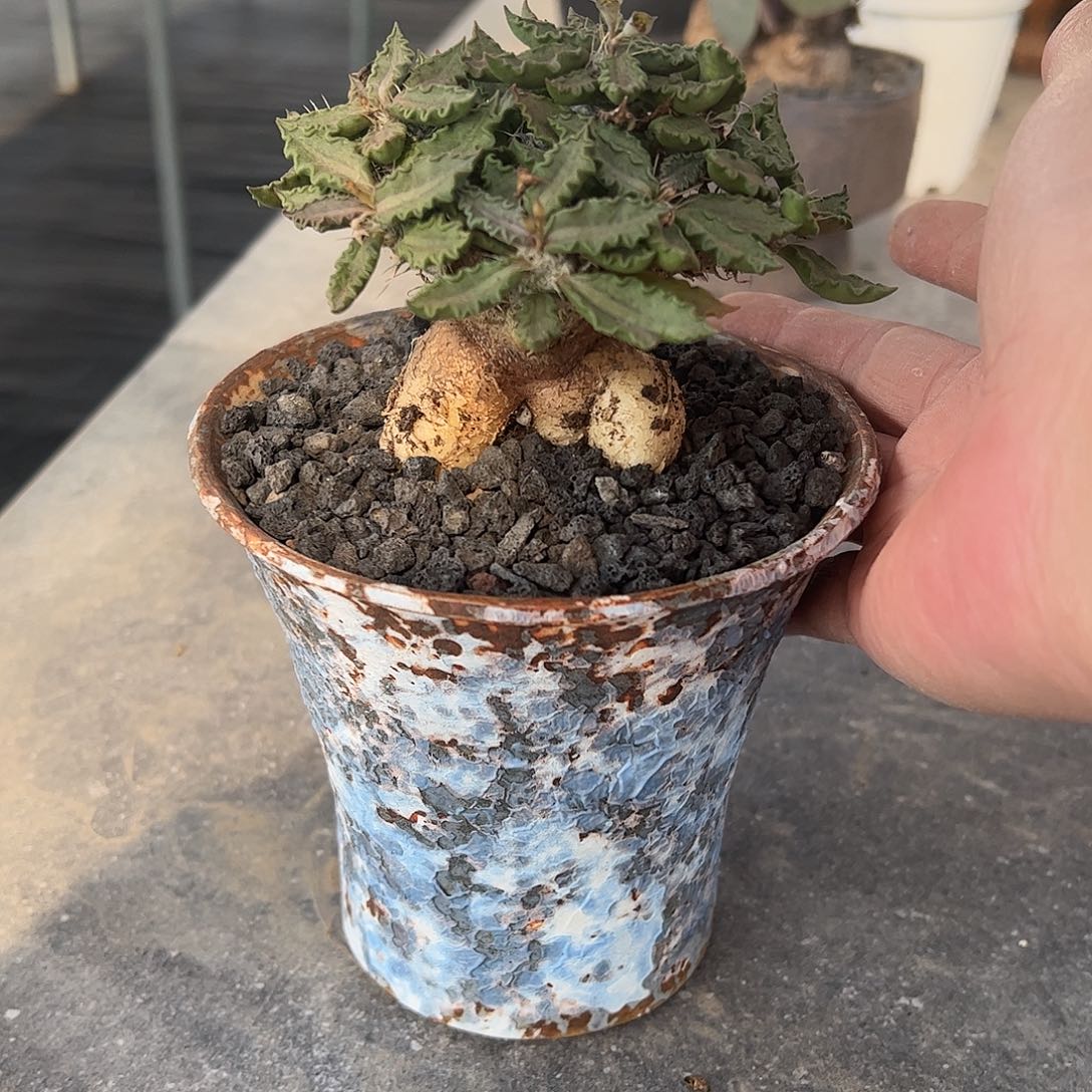 寻***山图拉大戟脱土6666688888