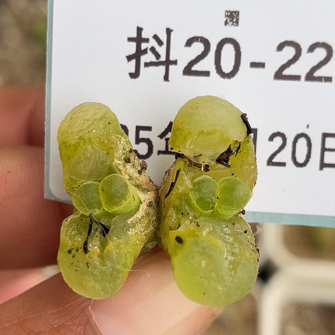 20-22混合编号风铃