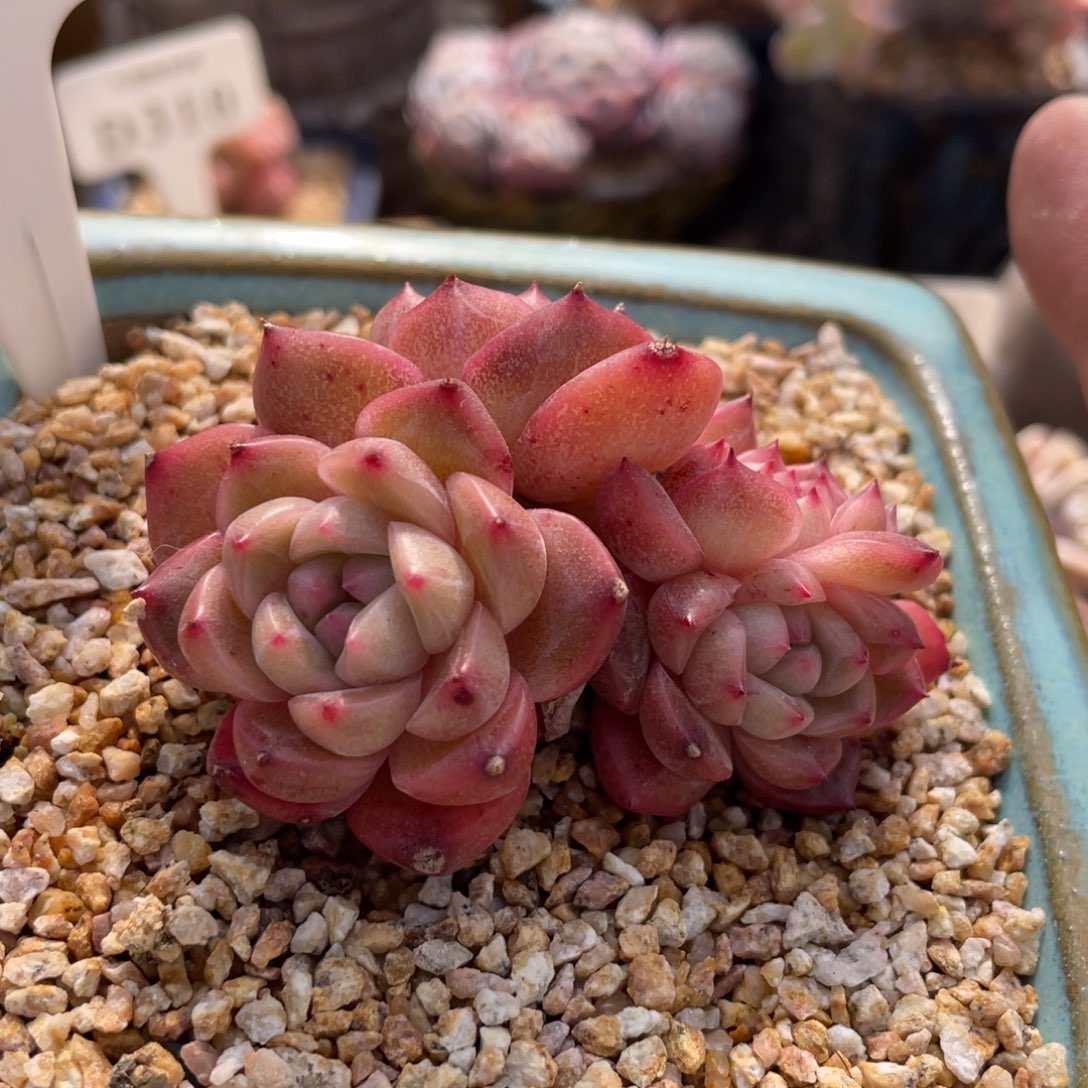 318春风不带盆7厘米