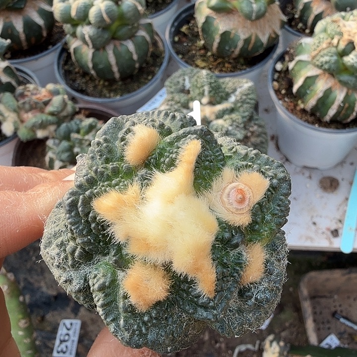 无花朵847金毛龟甲牡丹