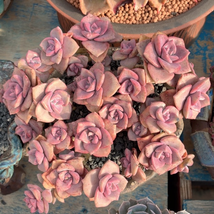 多肉植物 彩虹糖-4