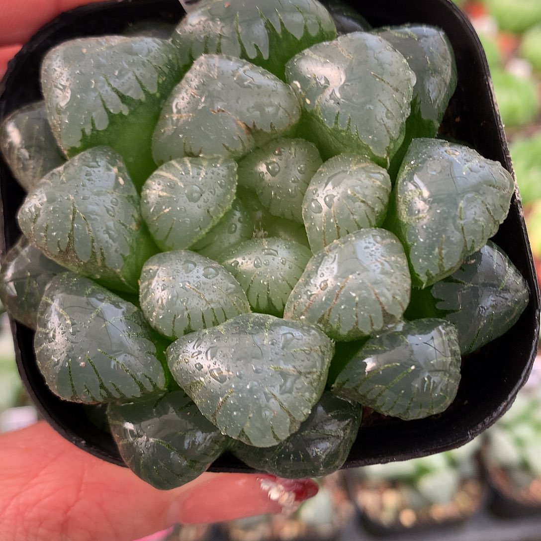 39号孔明灯带盆土