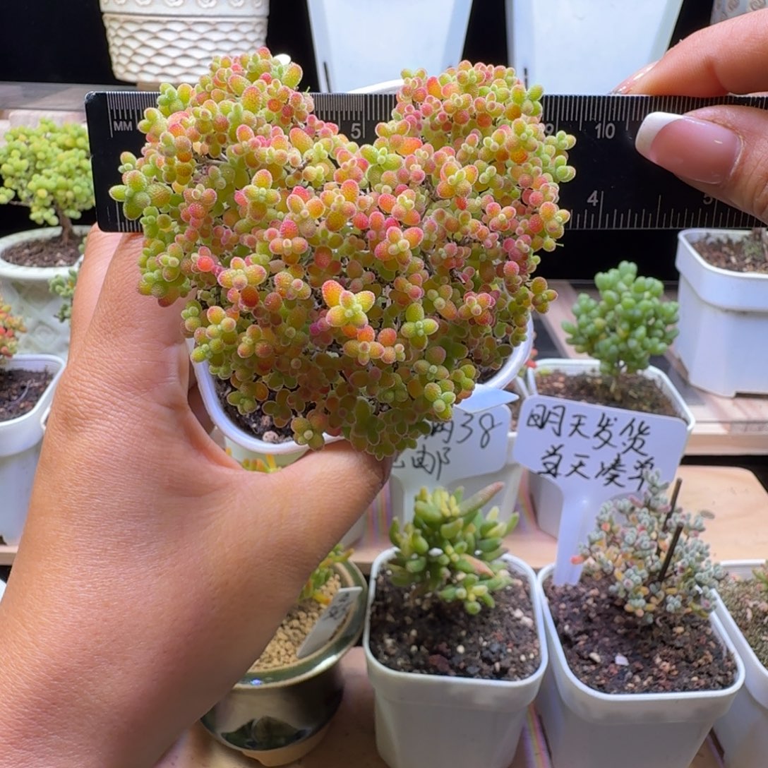 a334号蜜橘爱心造型冠服8厘米左右