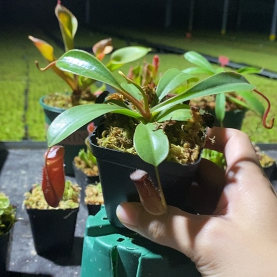 完全开放lv猪笼草