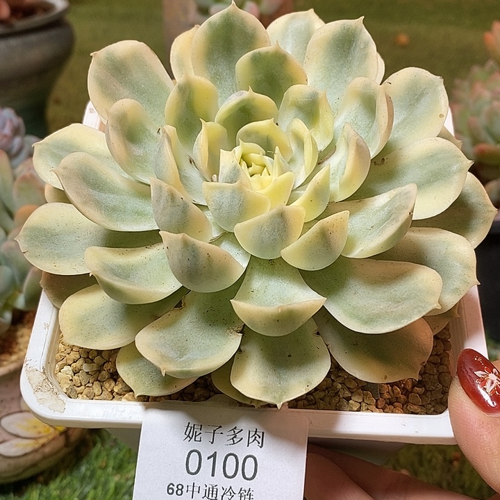 昂斯洛锦0100 不满68请拍冷链