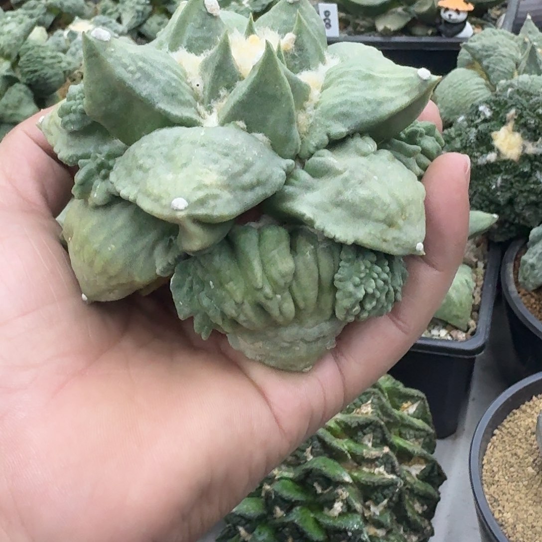 苗接自根怒涛牡丹
