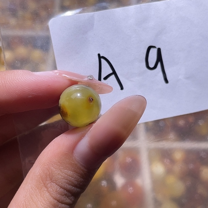 裸石琥珀未镶嵌12.6福利