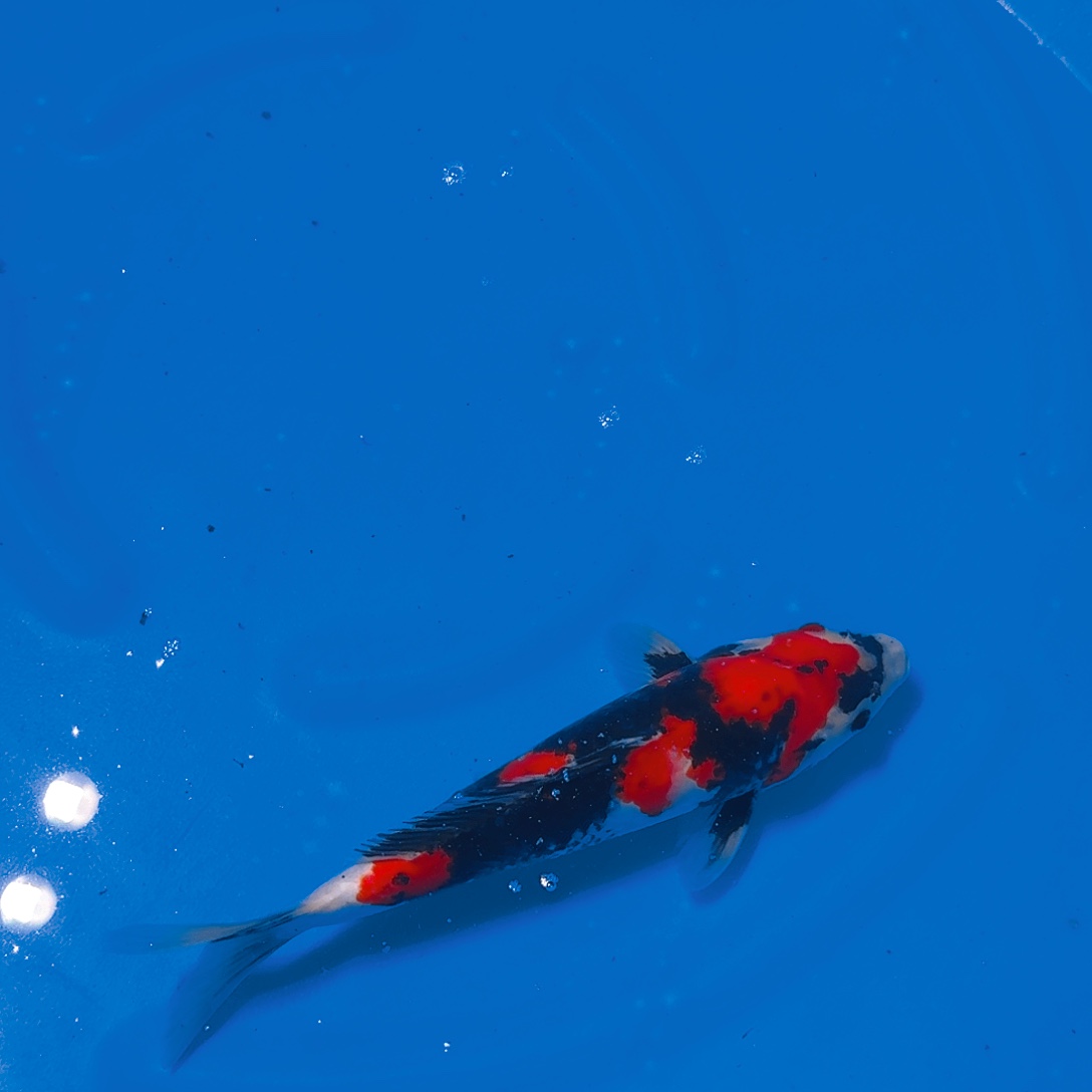 海水鱼昭和专拍链接