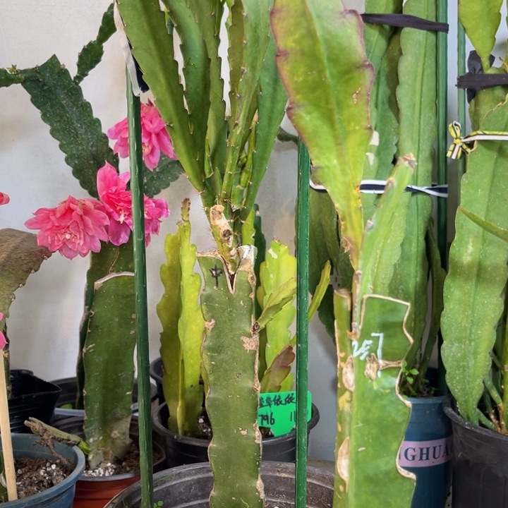 当前无花栽培后可以开花冬**小红和独立日送花土