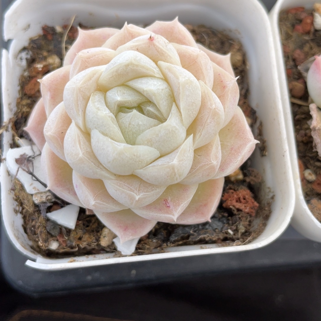 优选女王多肉福利2002