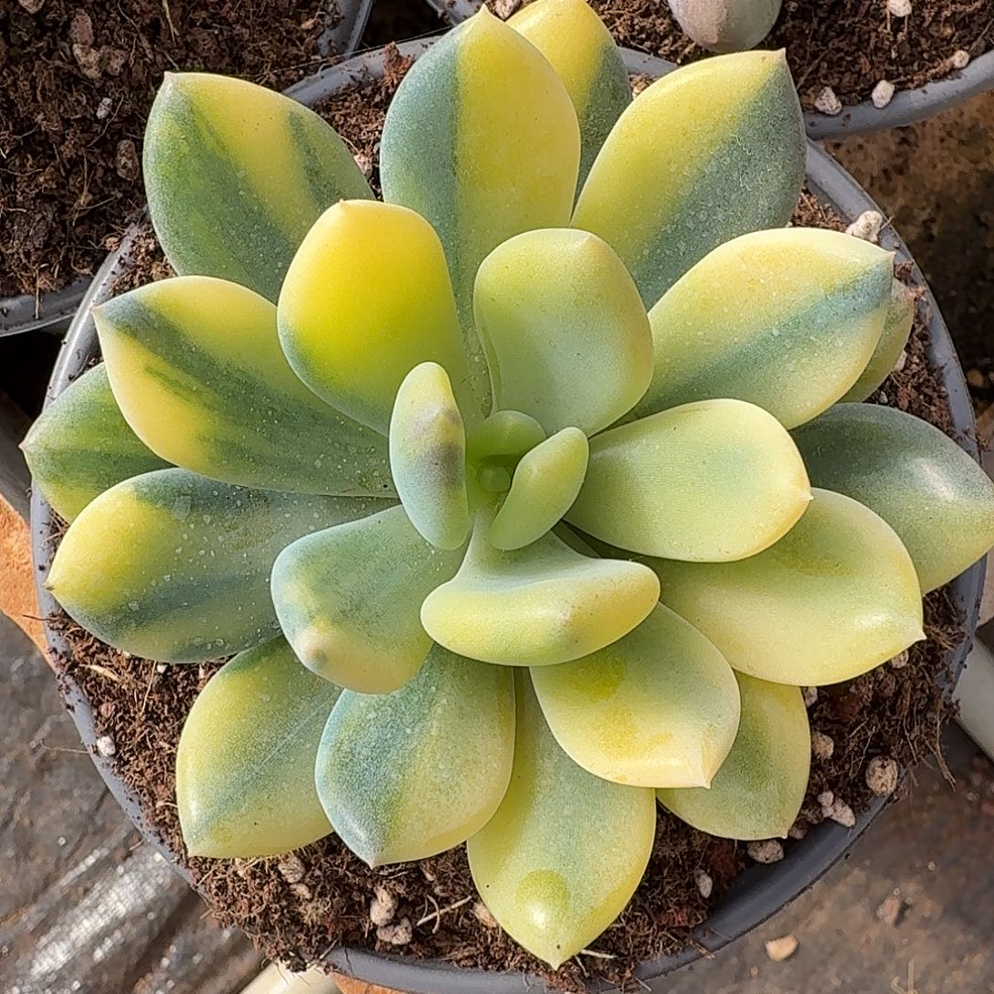 灰姑娘锦111129-310