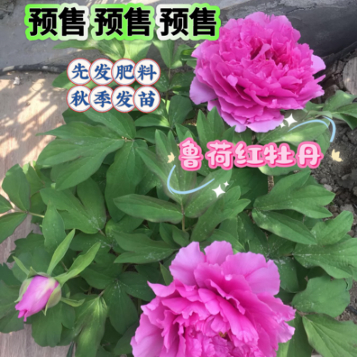 预售鲁荷红牡丹 先发肥料 秋季发苗 基地直发