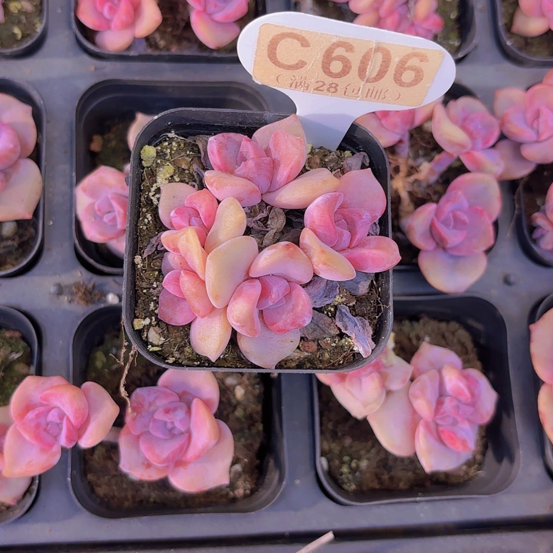 C696彩虹糖一物一拍