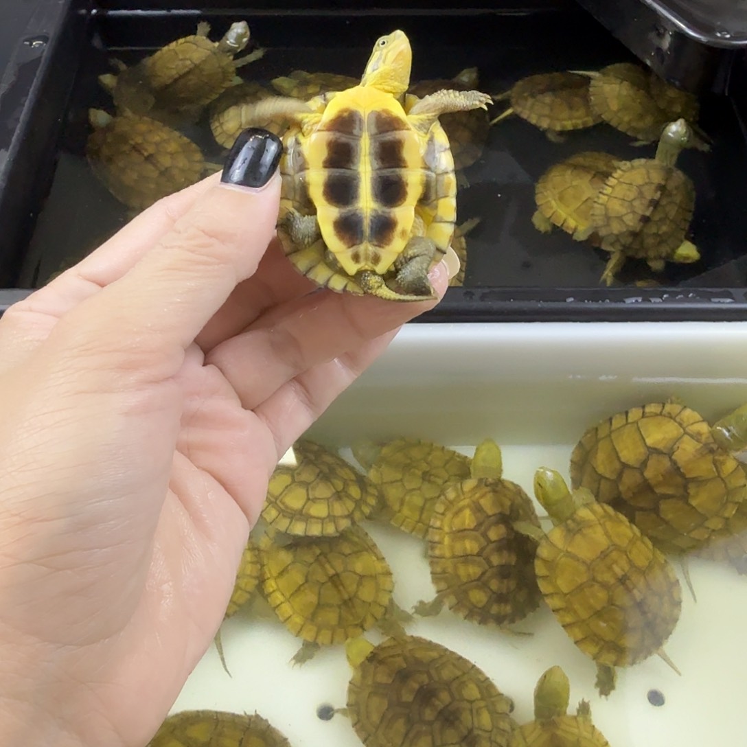 乌龟乌龟乌龟乌龟