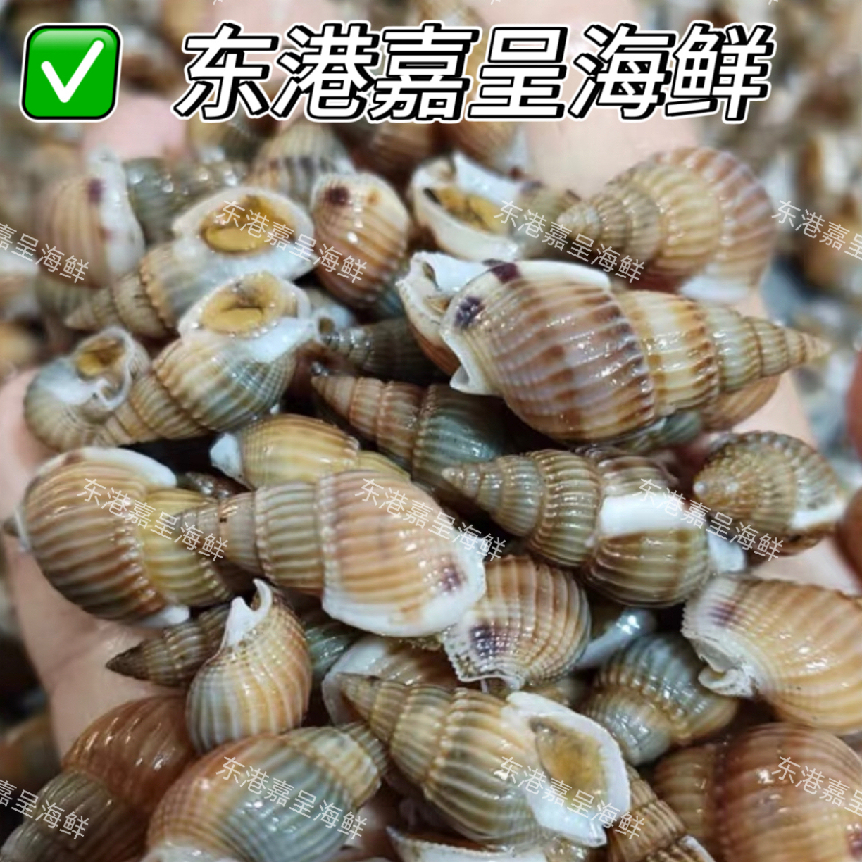 [大号黑珍珠]东港海螺丝原产地保鲜保肥包活顺丰发货