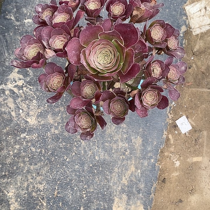 魅金玫瑰3多肉植物法师法师