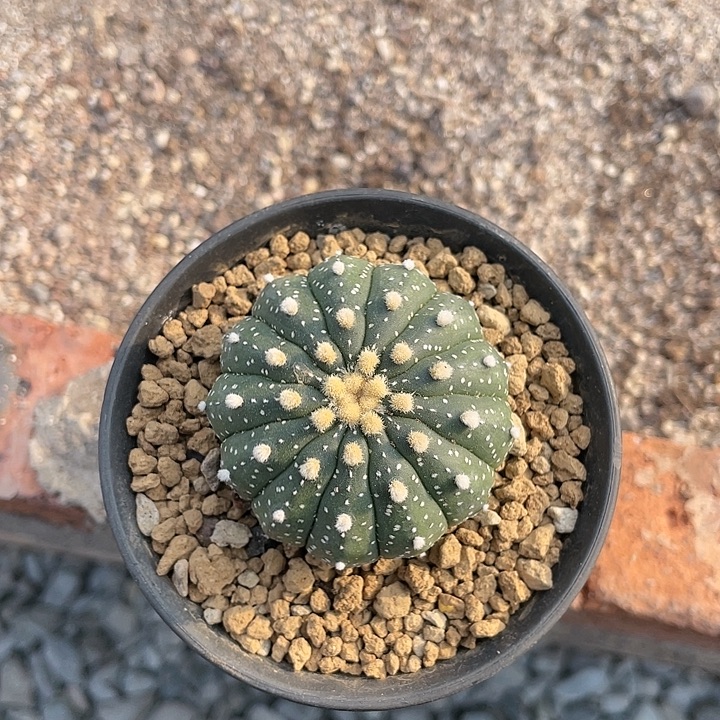 实生13棱琉璃兜福利