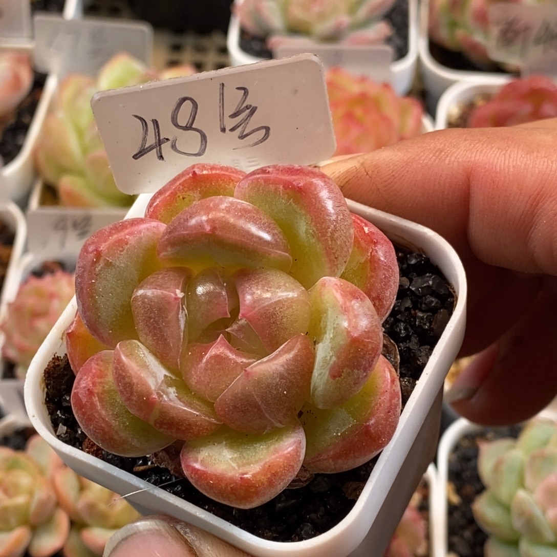 天官赐福百无禁忌