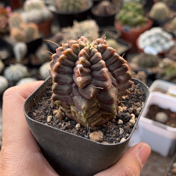 仙人球一物一拍自根