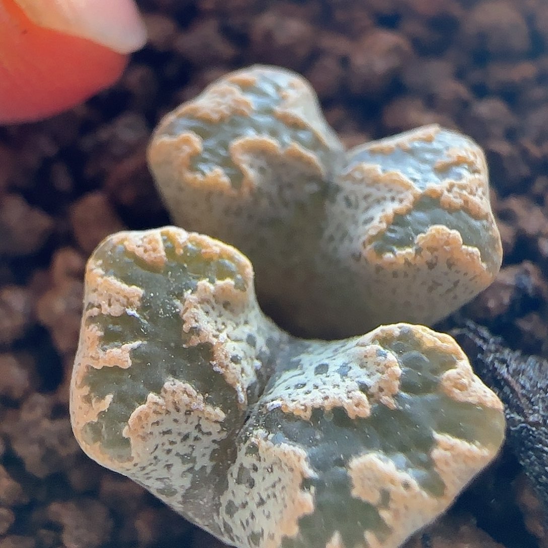 年后脱土发货24416