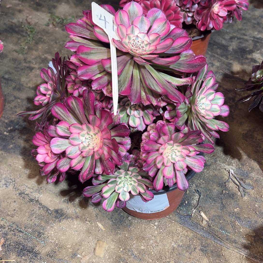 41多肉00000000000000000